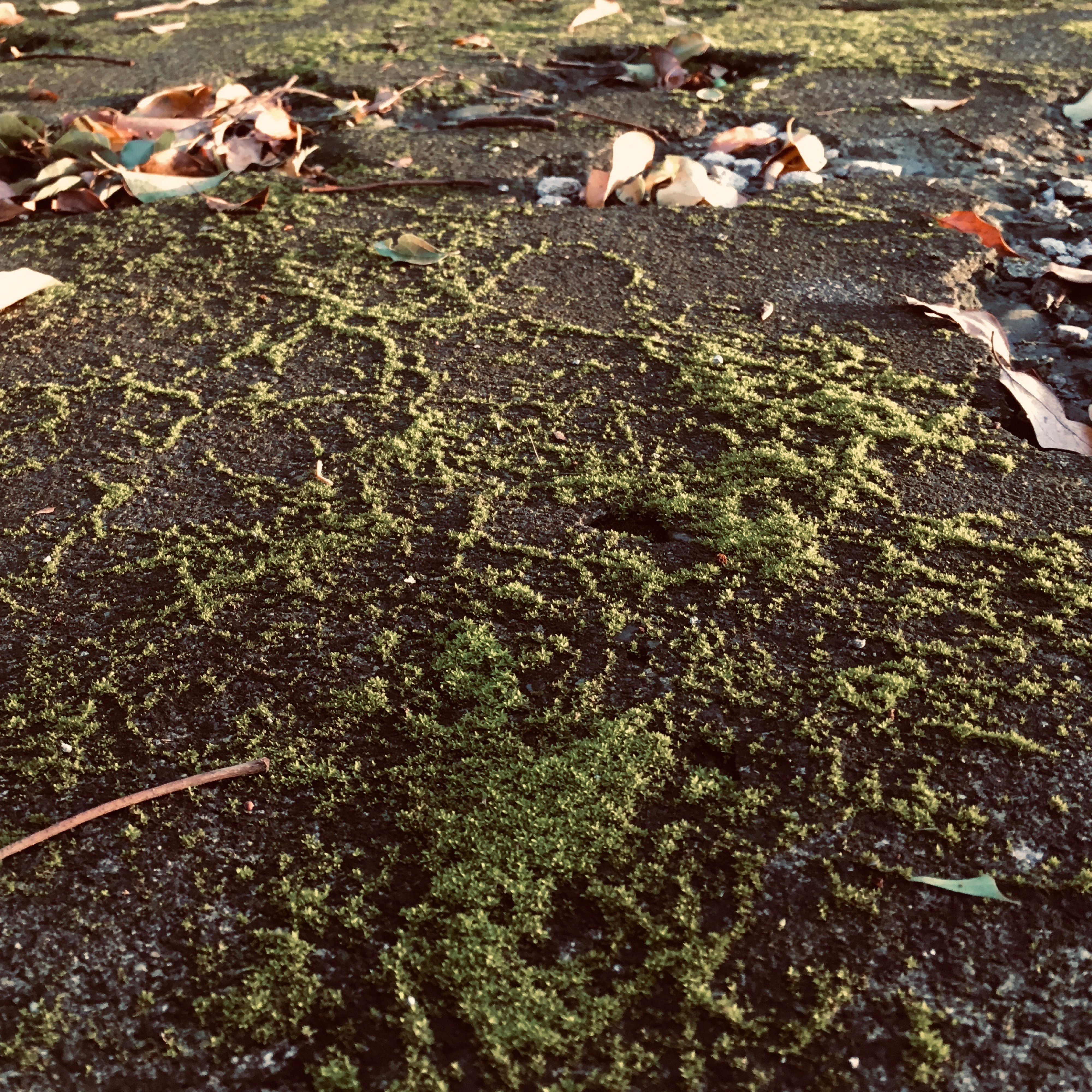 親子日夥伴∣陳萱⽩